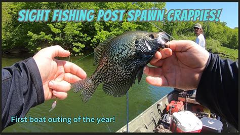 post spawn crappie|Iba pa.